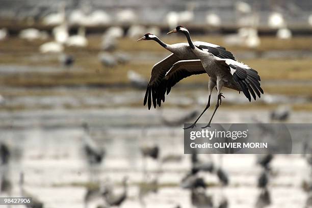 Cranes fly over a lake near Skoevde on April 7, 2010. Every spring, about 15000 cranes make a stopover in this area on their way back to North. AFP...