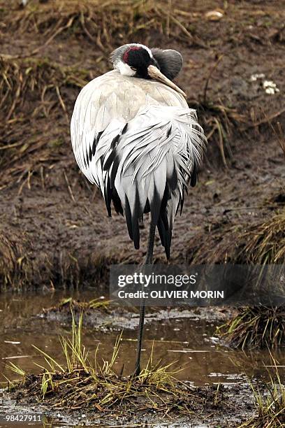 Crane stands in a lake near Skoevde on April 7, 2010. Every spring, about 15000 cranes make a stopover in this area on their way back to North. AFP...