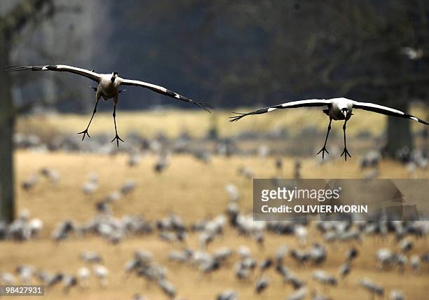 Cranes fly over a lake near Skoevde on April 7, 2010. Every spring, about 15000 cranes make a stopover in this area on their way back to North. AFP...