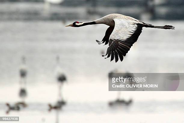 Crane flies over a lake near Skoevde on April 7, 2010. Every spring, about 15000 cranes make a stopover in this area on their way back to North. AFP...