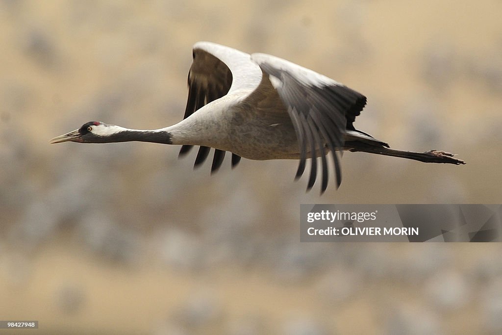 A crane flies over a lake near Skoevde o
