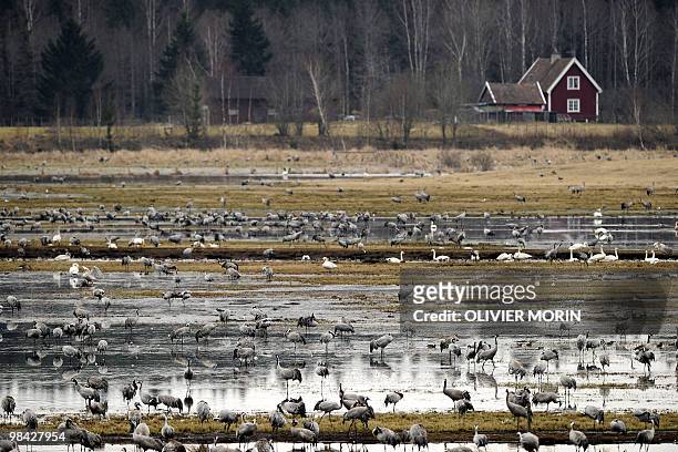Flock of cranes stand in a lake near Skoevde on April 7, 2010. Every spring, about 15000 cranes make a stopover in this area on their way back to...
