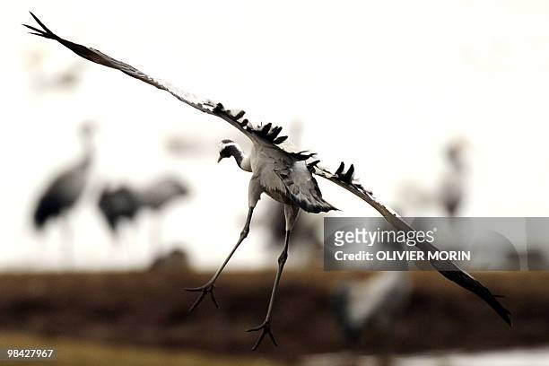 Crane lands at a lake near Skoevde on April 7, 2010. Every spring, about 15000 cranes make a stopover in this area on their way back to North. AFP...