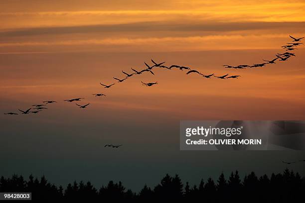 Flock of cranes fly over a lake near Skoevde on April 7, 2010. Every spring, about 15000 cranes make a stopover in this area on their way back to...