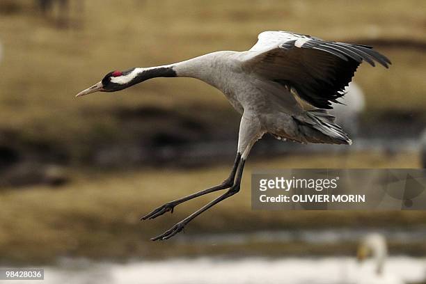 Crane lands on Skoevde lake on April 7, 2010. Every spring, about 15000 cranes make a stopover in this area on their way back to North. AFP PHOTO...