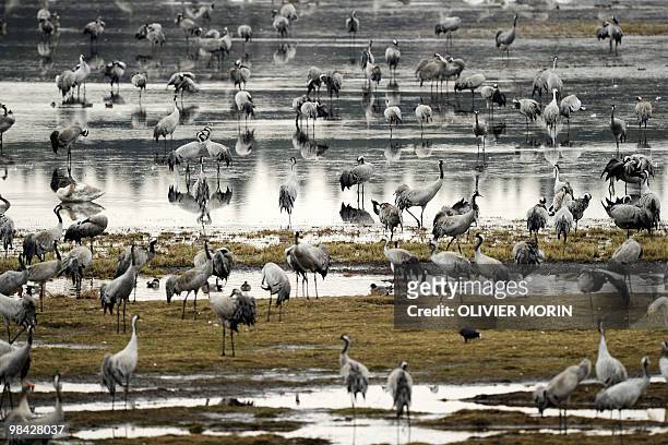 Cranes stand in a lake near Skoevde on April 7, 2010. Every spring, about 15000 cranes make a stopover in this area on their way back to North. AFP...