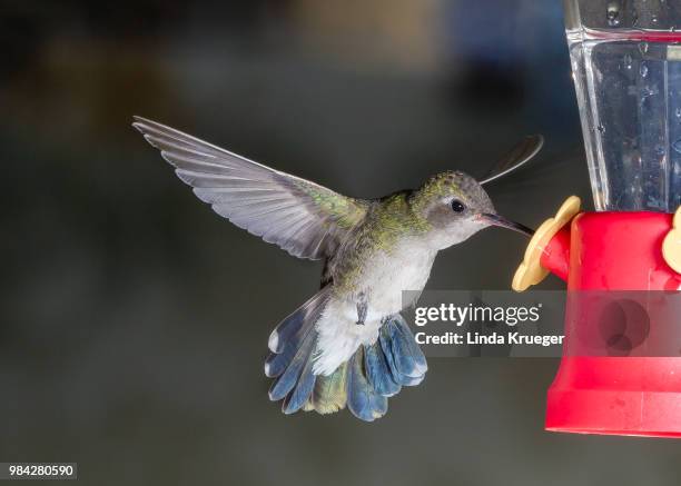 broad-billed hummingbird - broad billed hummingbird stock pictures, royalty-free photos & images