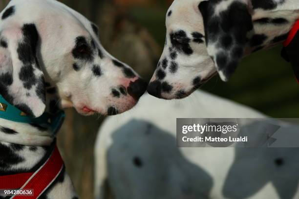 d 03: brotherhood - dalmatian dog stock pictures, royalty-free photos & images