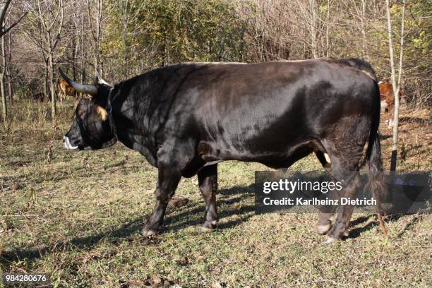 Rindere Examples 1,385 Rinder Stock Photos, High-Res Pictures, and Images - Getty Images