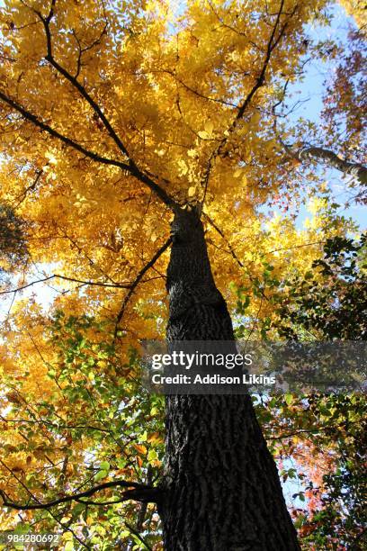 Addison Tree 30 Addison Woods Stock Photos, High-Res Pictures, and Images - Getty Images