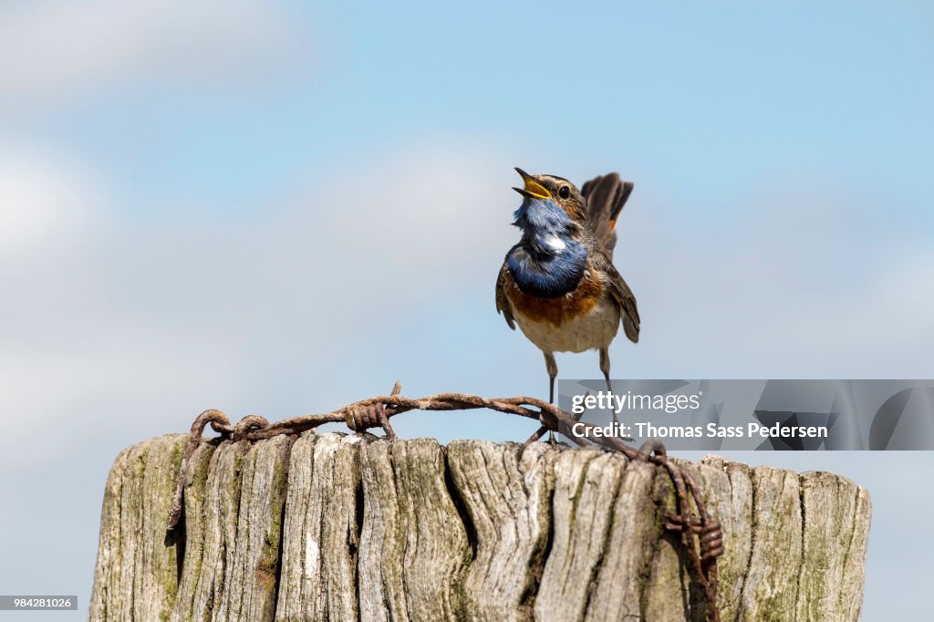 A blue throat on a wooden post.