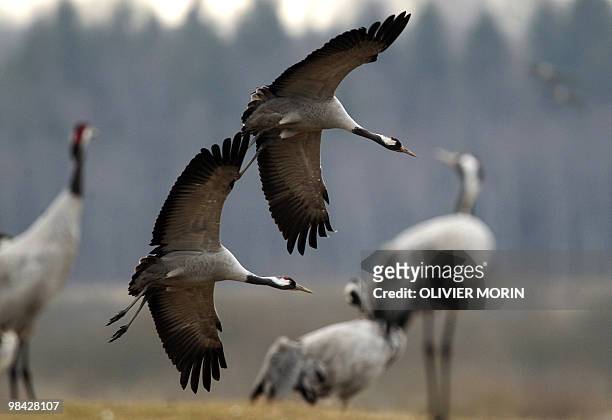 Cranes fly over a lake near Skoevde on April 8, 2010. Every spring, about 15000 cranes make a stopover in this area on their way back to North. AFP...