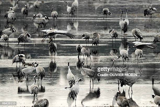Cranes stand in a lake near Skoevde on April 7, 2010. Every spring, about 15000 cranes make a stopover in this area on their way back to North. AFP...