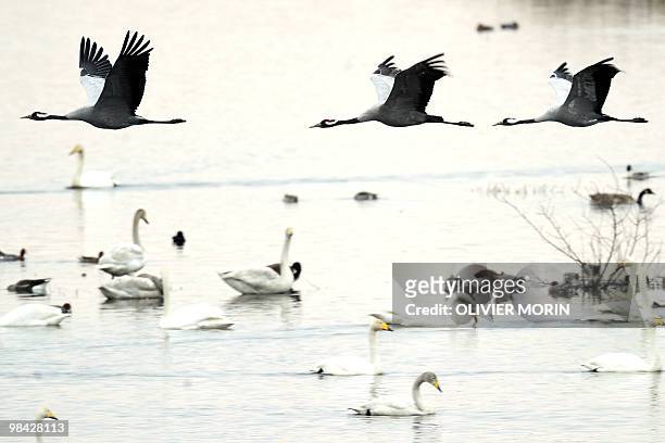 Cranes fly over a lake near Skoevde on April 7, 2010. Every spring, about 15000 cranes make a stopover in this area on their way back to North. AFP...