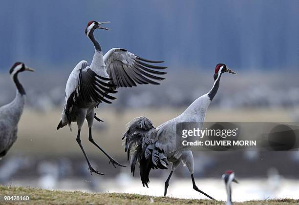 Crane parades on the shore of a lake near Skoevde on April 7 2010. Every spring, about 15000 cranes make a stopover in this area on their way back to...