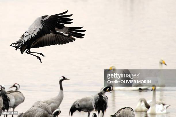 Crane lands over a lake near Skoevde on April 7, 2010. Every spring, about 15000 cranes make a stopover in this area on their way back to North. AFP...