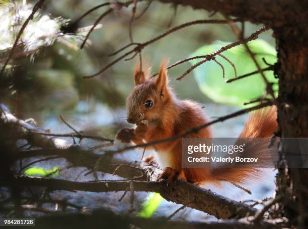 a squirrel on a branch. - valeriy borzov stock pictures, royalty-free photos & images