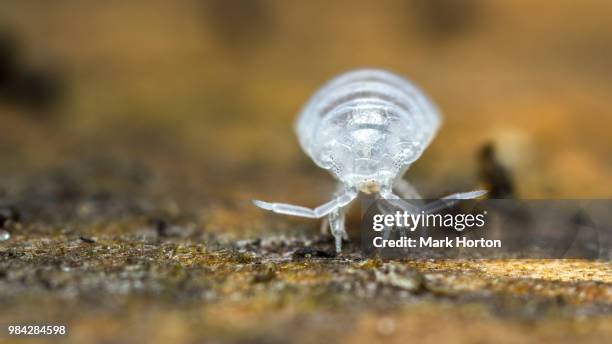 298 Ghost Insects Stock Photos, High-Res Pictures, and Images - Getty ...