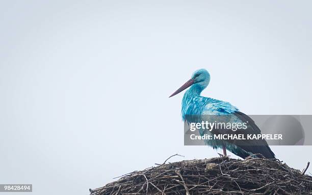 Stork covered in a light blue colour sits in its nest in the eastern German town of Biegen on April 6, 2010. Where the blue colour came from is...