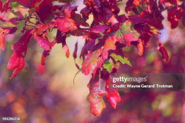 autumn red - wayne gerard trotman stockfoto's en -beelden