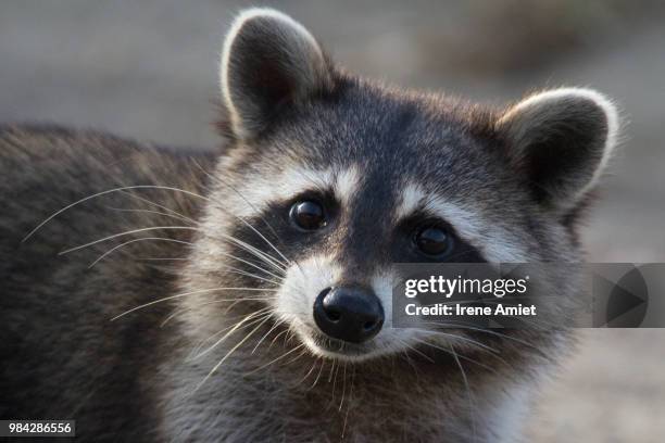 cute bandit - bandit raccoon stockfoto's en -beelden