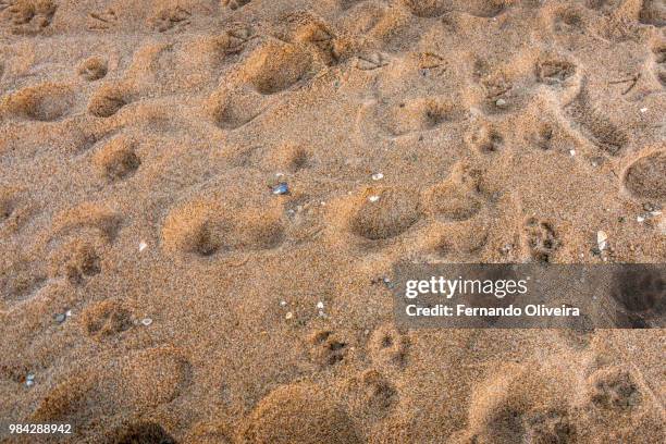 footprints - großtrappe stock-fotos und bilder