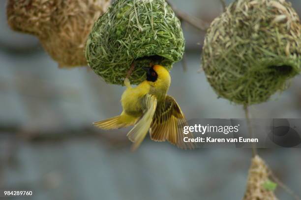 southern masked weaver - bird's nest stock pictures, royalty-free photos & images