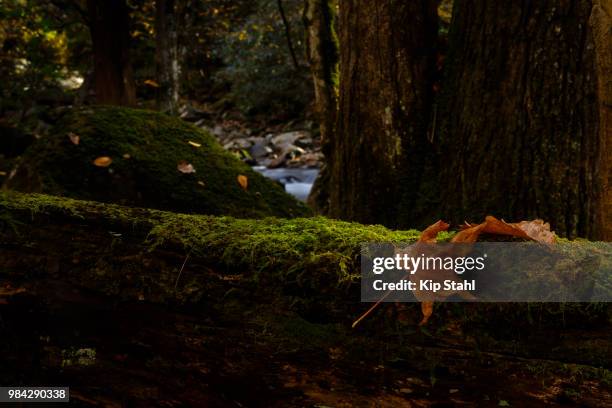 moss by the river - kip imagens e fotografias de stock