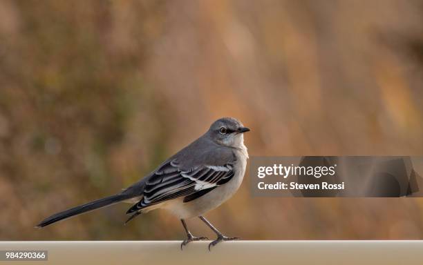 northern mockingbird - northern mockingbird stock pictures, royalty-free photos & images