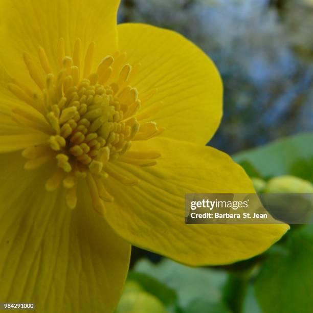 Marsh Marigold High-Res Stock Photo