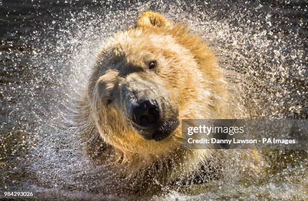 Victor the Polar Bear enjoys a dip in the water at Yorkshire Wildlife Park as temperatures are predicted to increase this week.