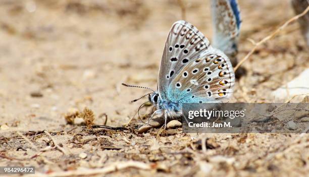 mud puddling butterlfy - puddling stockfoto's en -beelden