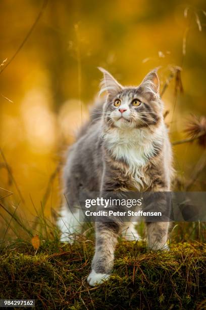 a grey maine coon on grass. - maine coon katze stock-fotos und bilder