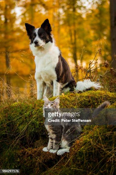a border collie and a maine coon sitting on grass. - border collie foto e immagini stock