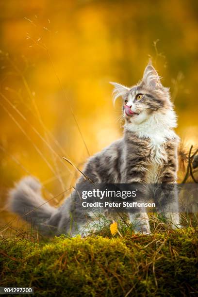 murphy - maine coon katze stock-fotos und bilder