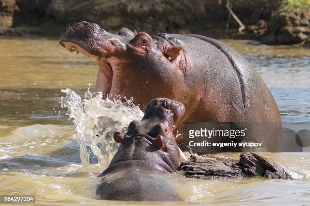 hippos games - vulnerable species stock pictures, royalty-free photos & images