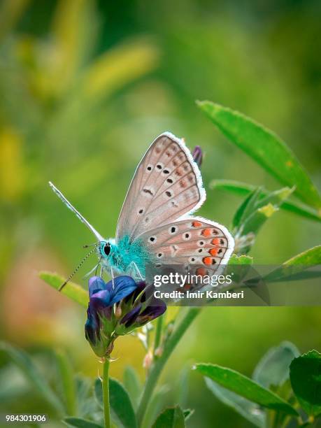 butterfly effect - kambiri stock pictures, royalty-free photos & images