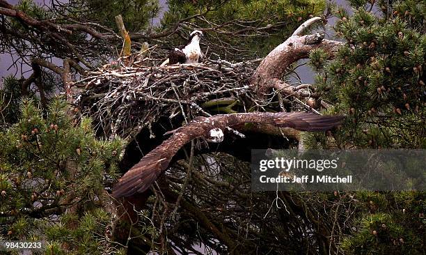 Female osprey sits on a nest as its mate flies off at Loch of the Lowes Wildlife Reserve on April 13. 2010 in Dunkeld, Scotland. The UK's oldest...