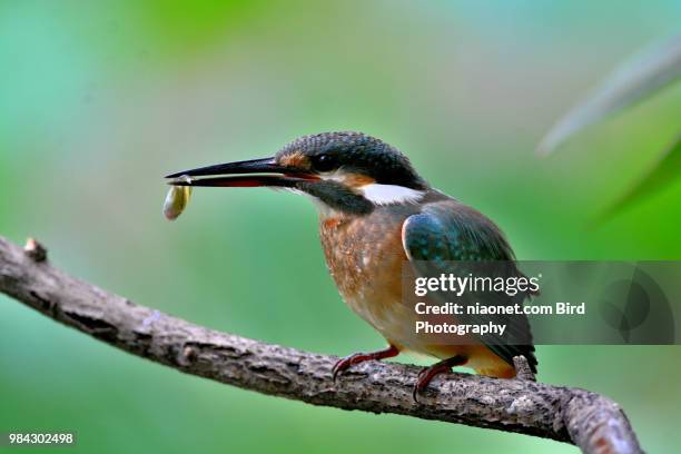 birds - common kingfisher - snipefish stock pictures, royalty-free photos & images
