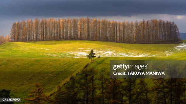 larch wall - japanese larch stock pictures, royalty-free photos & images