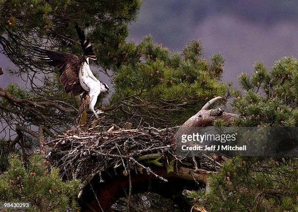 Male osprey returns to the nest with a fish at Loch of the Lowes Wildlife Reserve on April 13. 2010 in Dunkeld, Scotland. The UK's oldest breeding...