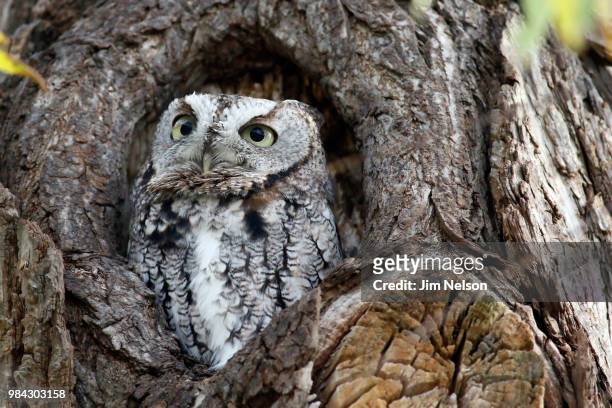 an easter screech owl in a tree. - assiolo americano foto e immagini stock