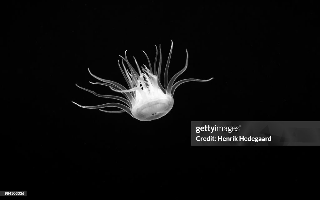 BW Challenge - Jelly Fish