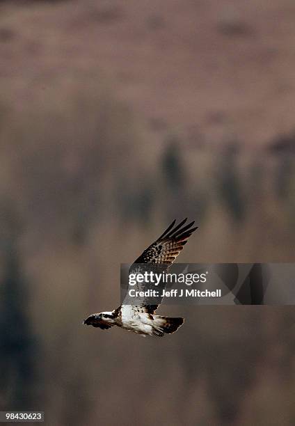 Male osprey flies near its nest at Loch of the Lowes Wildlife Reserve on April 13. 2010 in Dunkeld, Scotland. The UK's oldest breeding female osprey,...