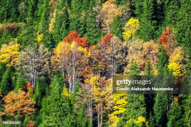 dzembronya. autumn color palette - color palette bildbanksfoton och bilder