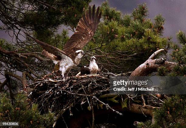 Pair of Ospreys - one male, the other female - roost at Loch of the Lowes Wildlife Reserve on April 13. 2010 in Dunkeld, Scotland. The UK's oldest...