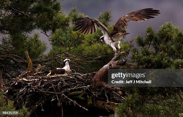 Pair of Ospreys - one male, the other female - roost at Loch of the Lowes Wildlife Reserve on April 13. 2010 in Dunkeld, Scotland. The UK's oldest...