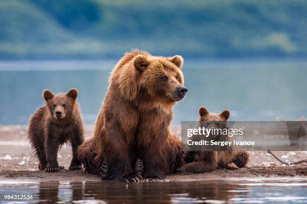 a bear and her cubs at a river in russia. - bear cub foto e immagini stock