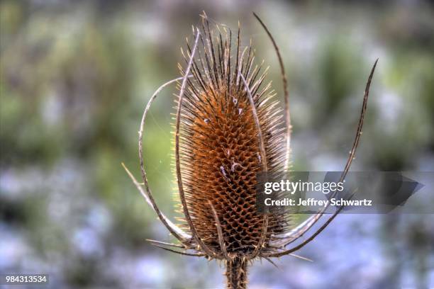 bottlebrush - bottlebrush stock pictures, royalty-free photos & images