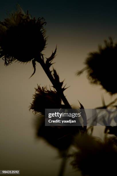 scottish thistle - thistle silhouette stock pictures, royalty-free photos & images